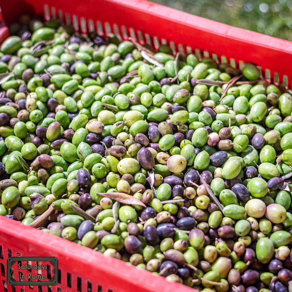 Farmers Market In Rome - Ripe Olives
