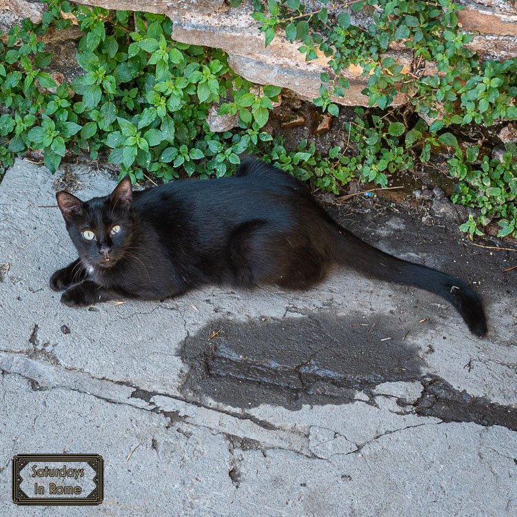 Largo di Torre Argentina - Cat Sanctuary