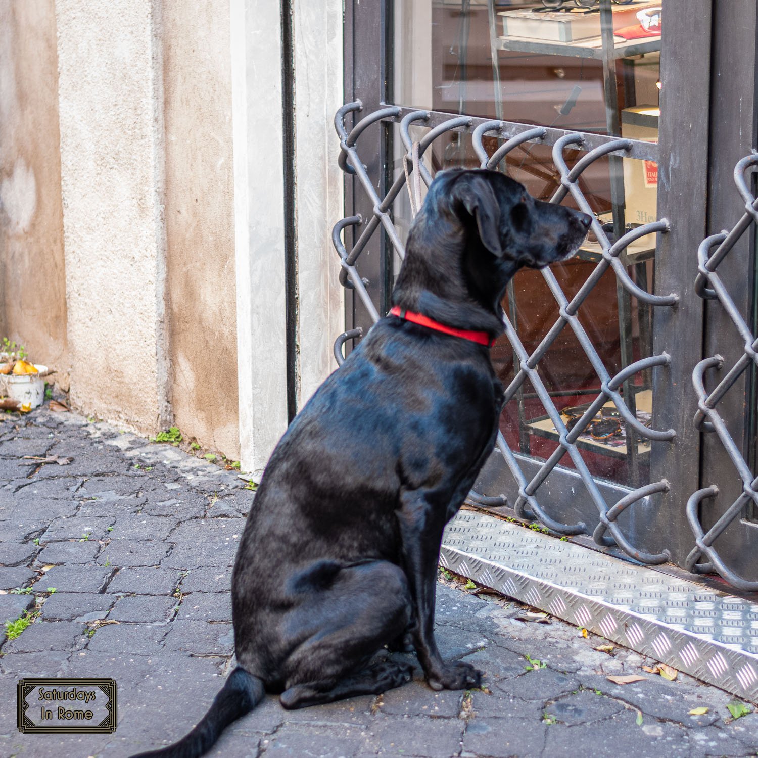 living la dolce vita - Lazing