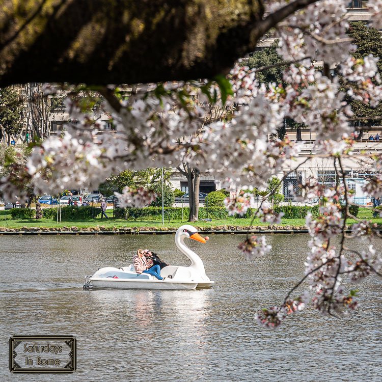Rome In April - Cherry Blossoms