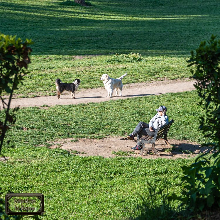 Rome In April - Dogs