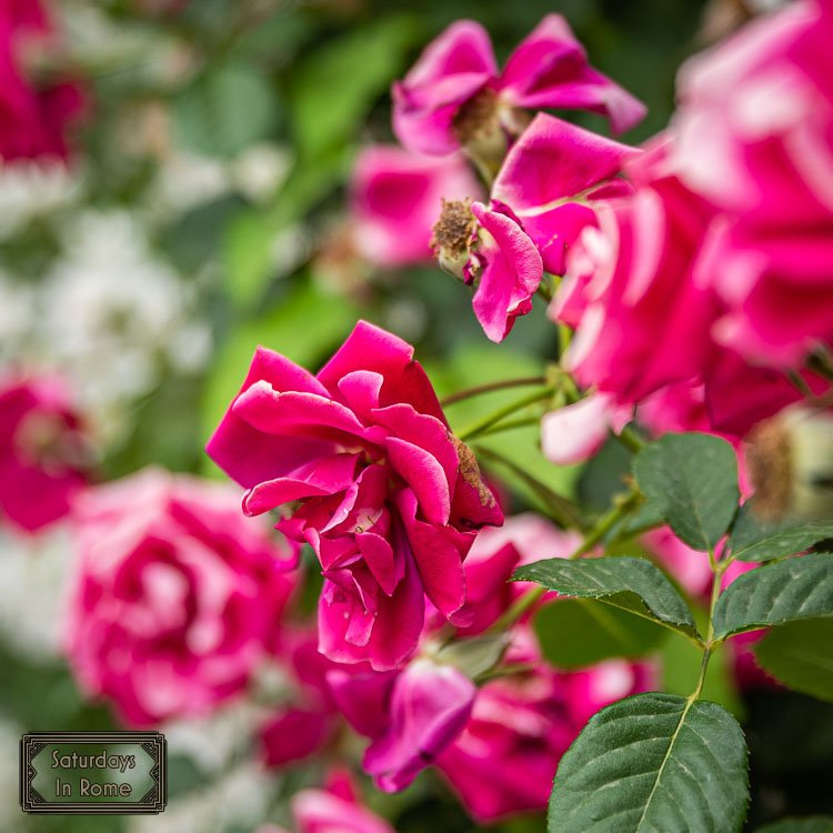 Rome In April - Rose Garden