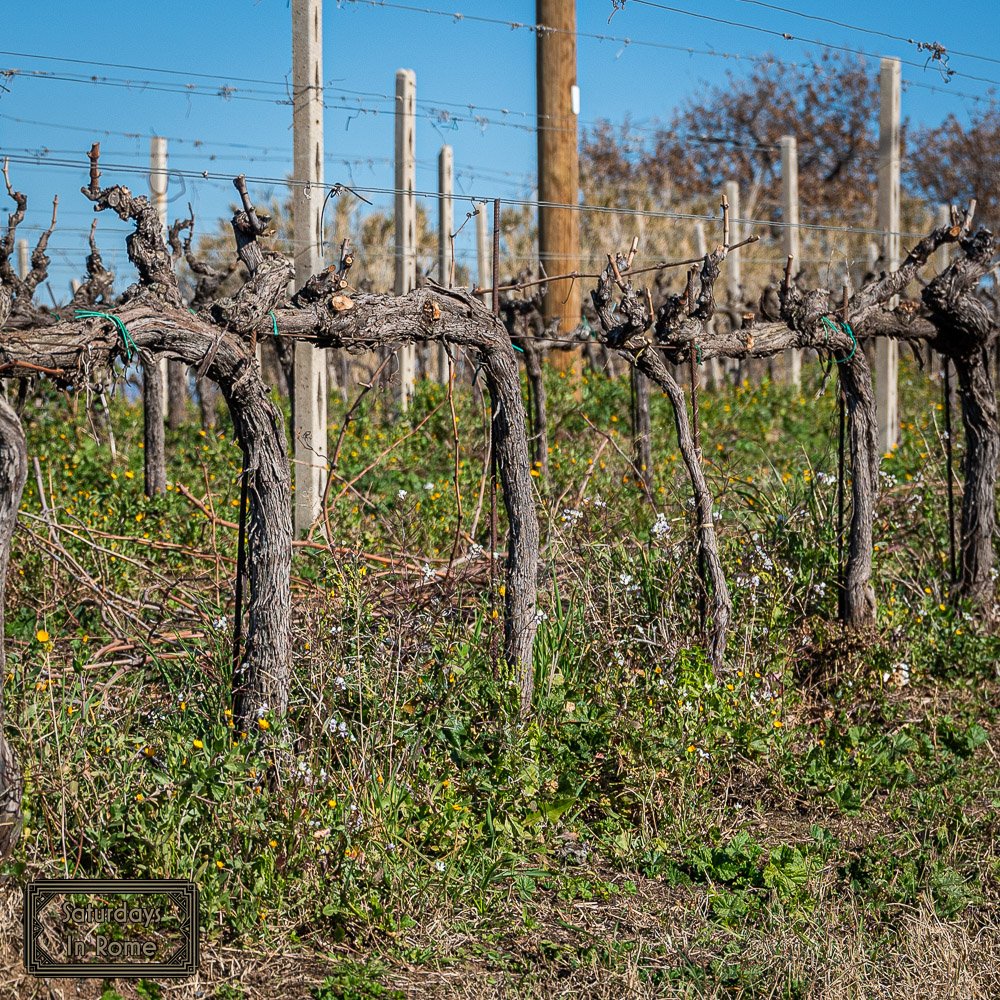 Rome In February - Vines Are Prepped
