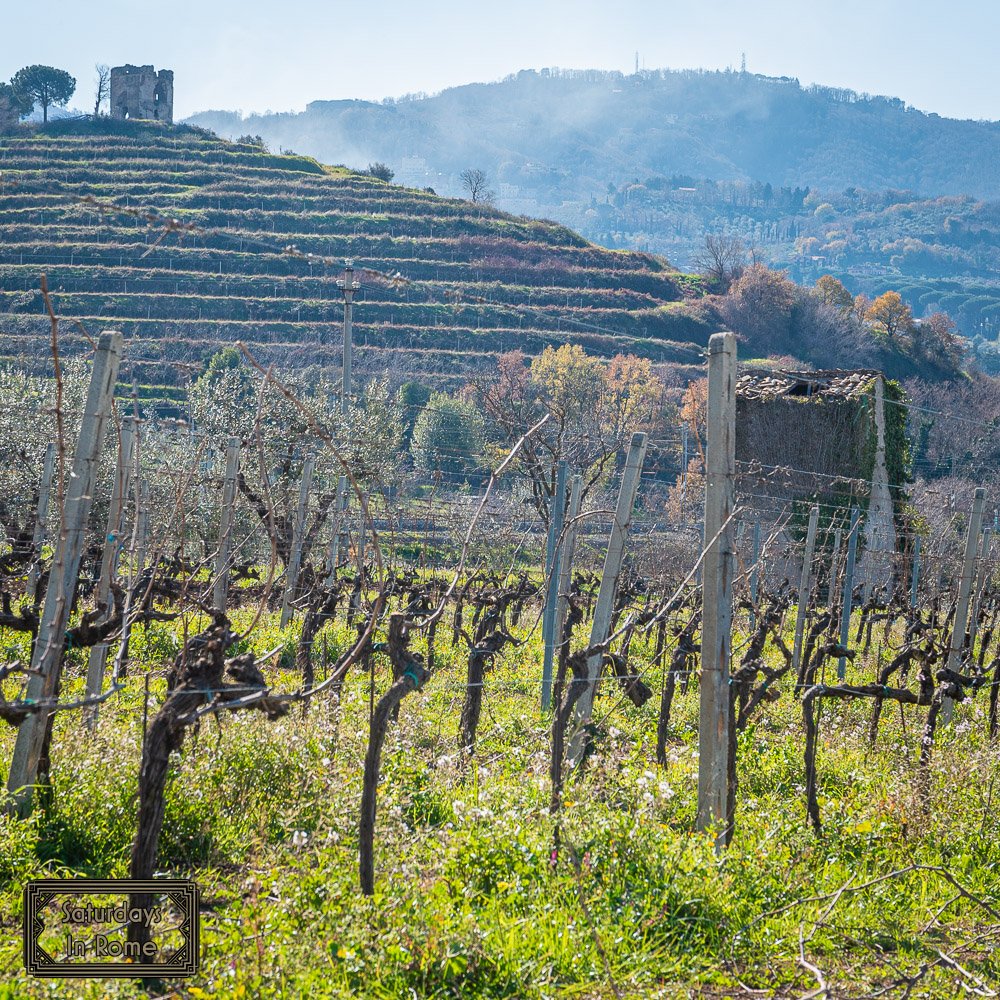 Rome In February - Vineyards