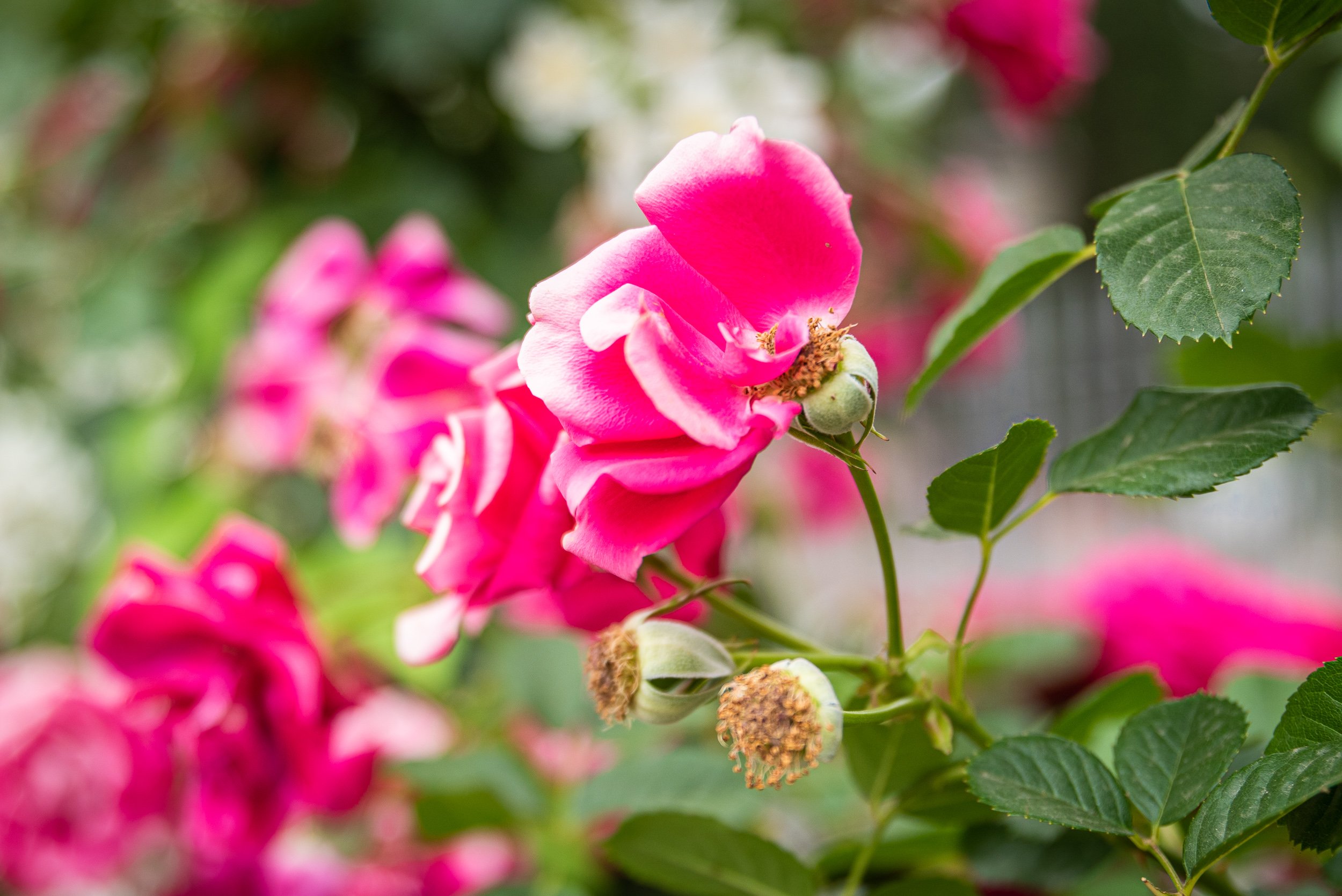 rose garden in Rome - Later In Season