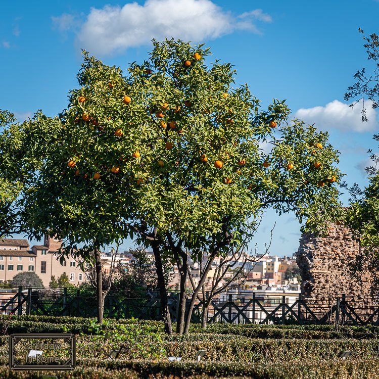 the Palatine Hill in Rome - Rose Garden