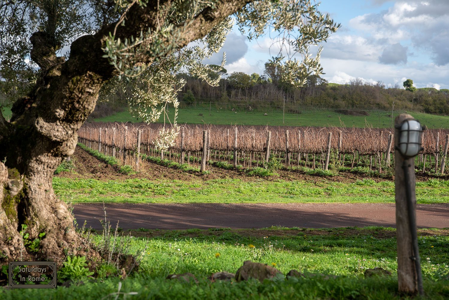 vineyards near rome italy - after harvest