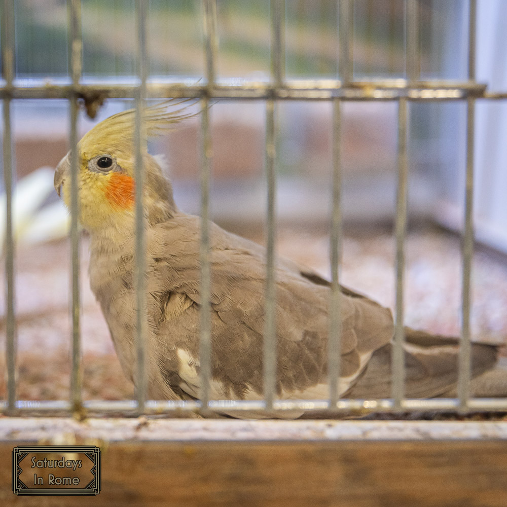 Shopping Mall Near Fiumicino Airport - Birds