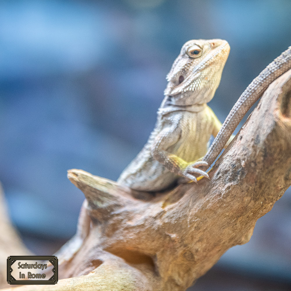 Shopping Mall Near Fiumicino Airport - Lizards