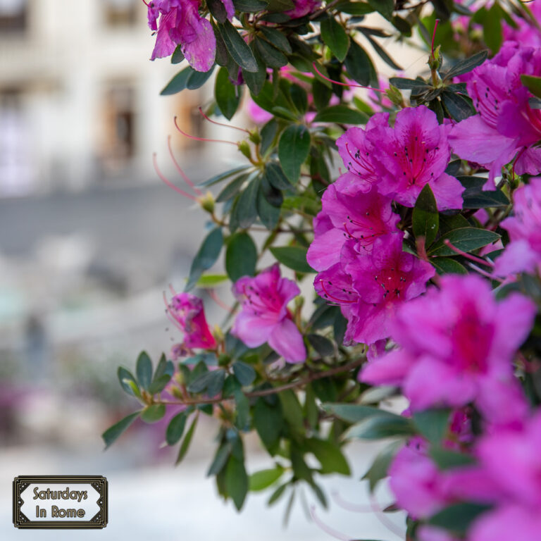 Spanish Steps Flowers - Signs of Spring