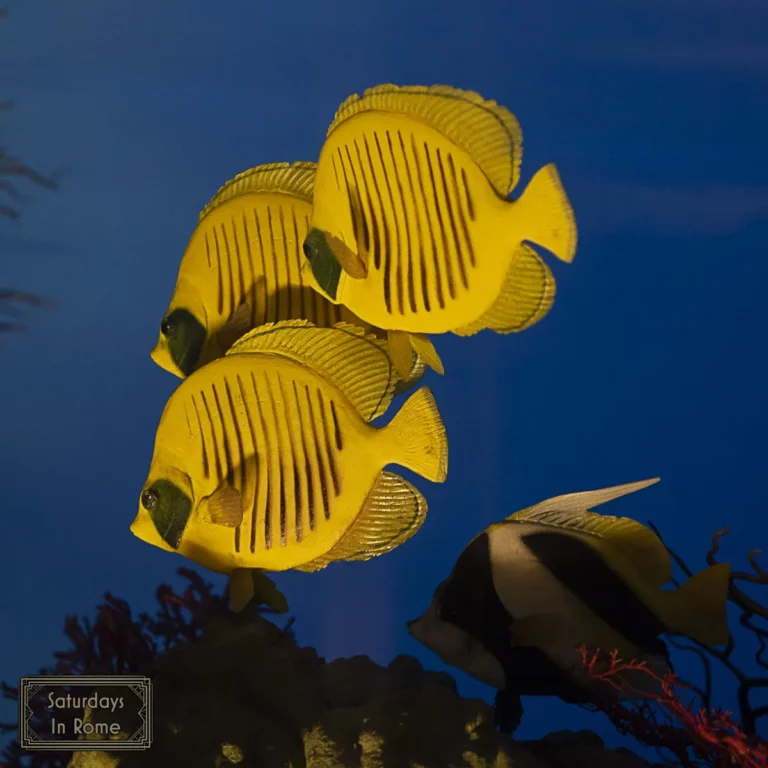 Museum of Zoology - Fish
