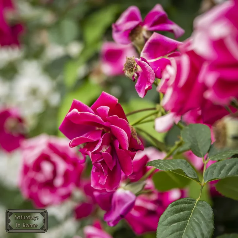 Rome Italy Travel Tips - Stop and smell the roses