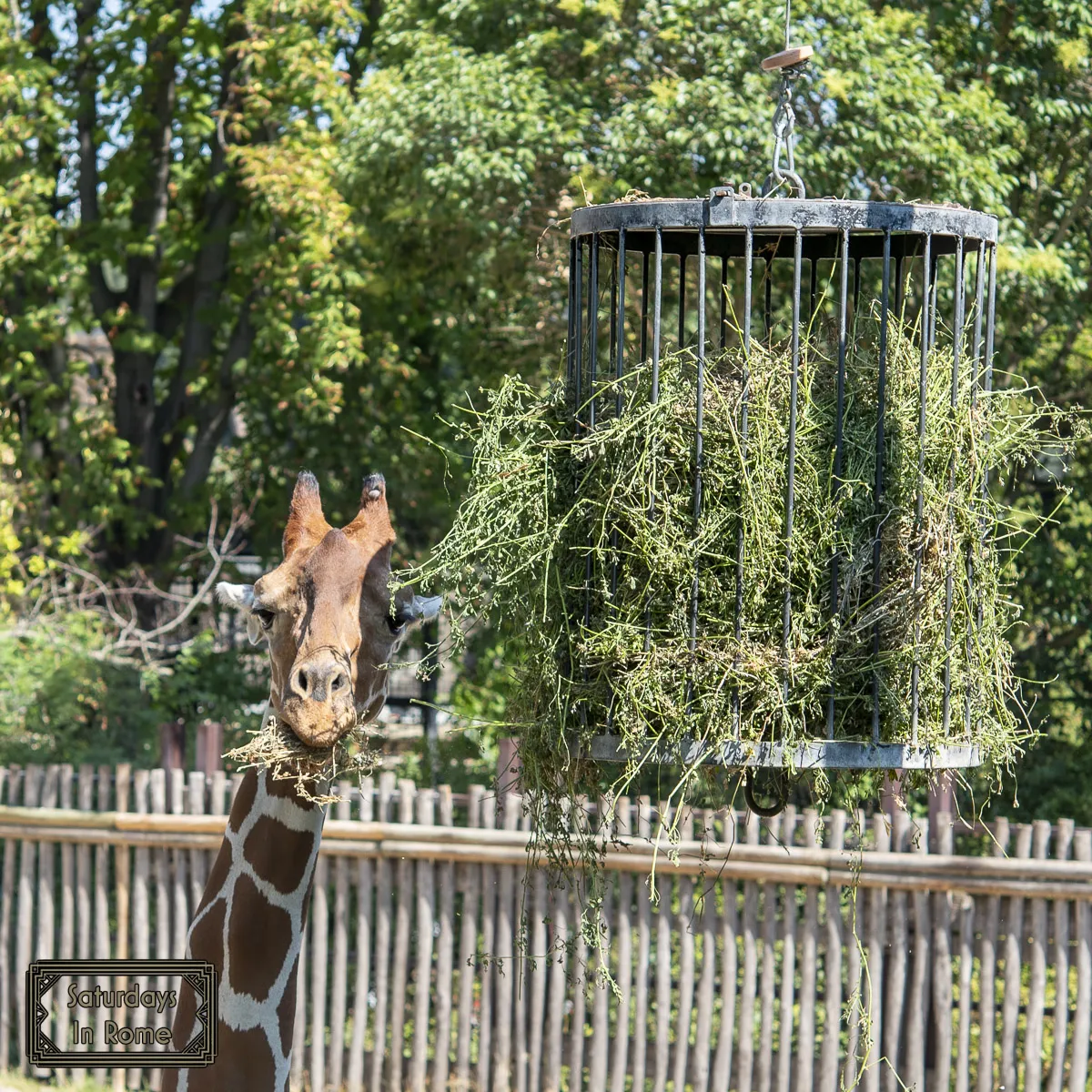 Modern Sites In Rome - Giraffe in Zoo