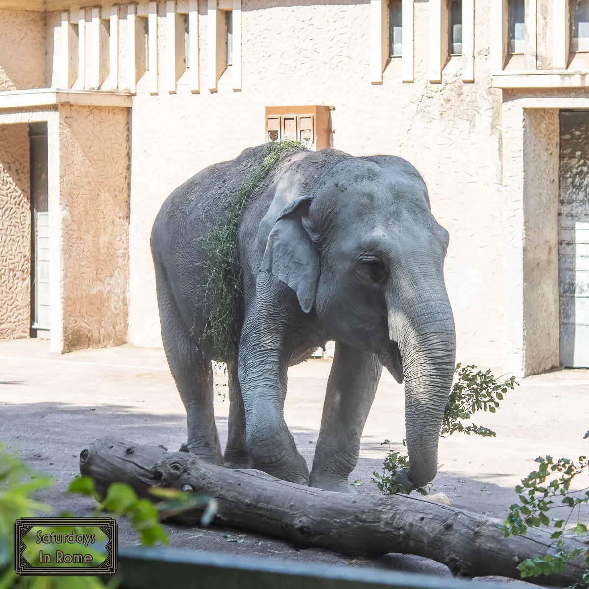 Modern Sites In Rome - The Zoo