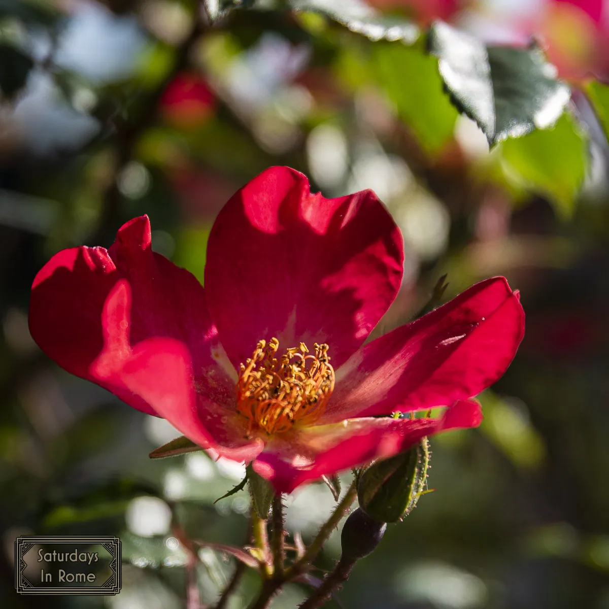 Modern Sites In Rome - Rose Garden
