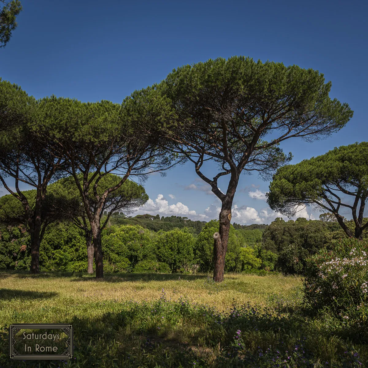 Rome Parks - Sometimes overgrown