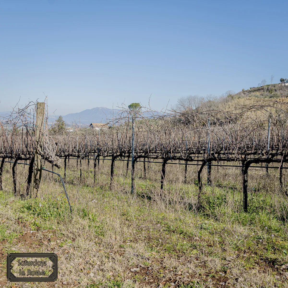 Wine In Rome - Vines