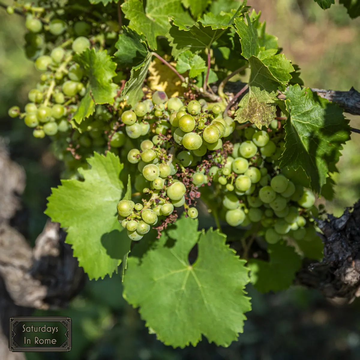 Wine In Rome - Grapes