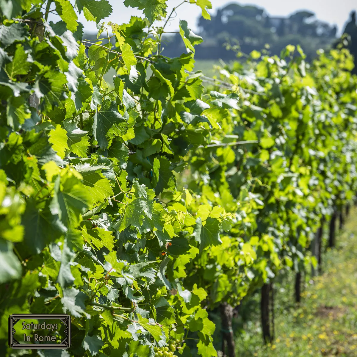 Wine In Rome - More Vines
