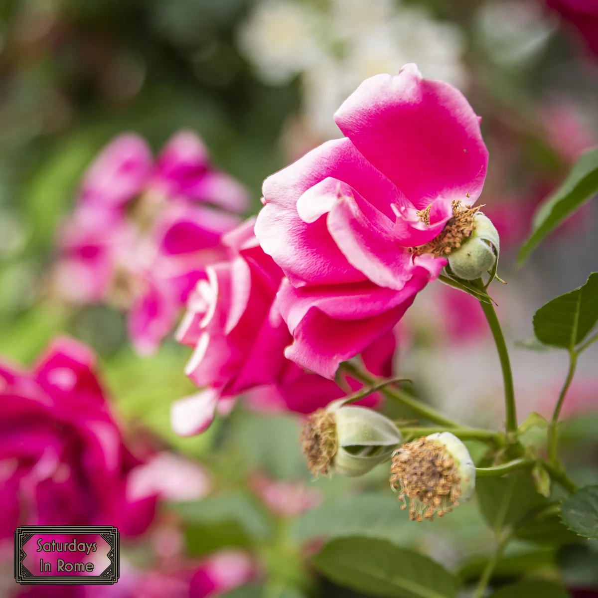 Rome Rose Garden - Older Roses