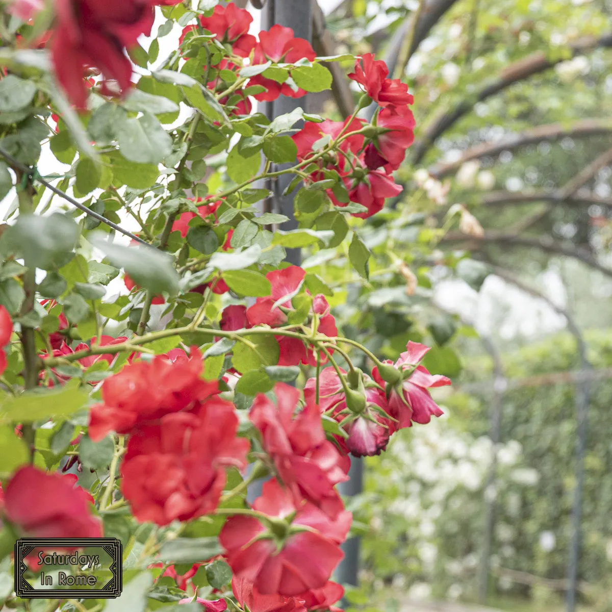 Rome Rose Garden - Roses On A Trellis