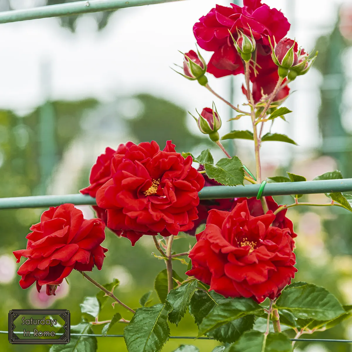 Rome Rose Garden - Red Roses On Trellis