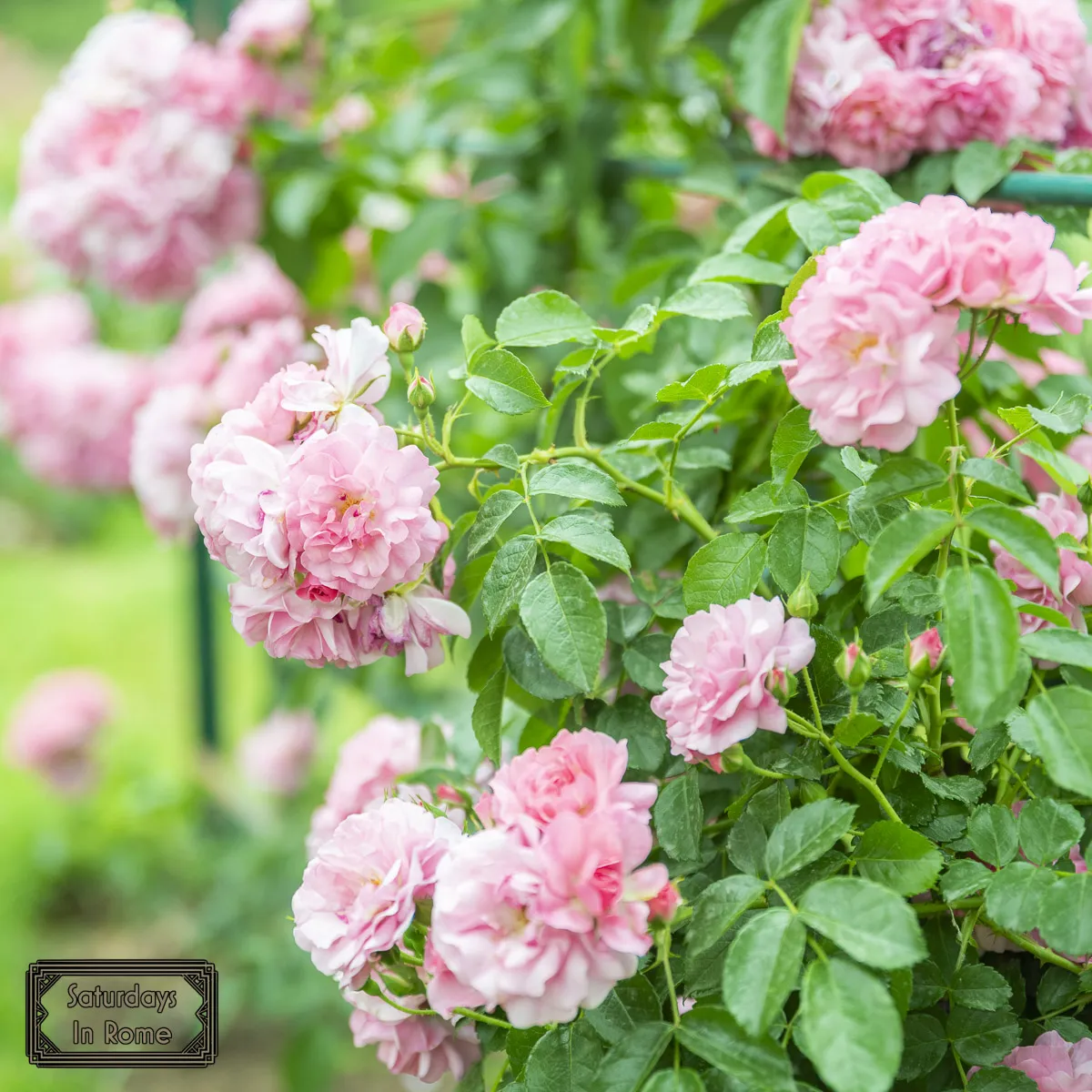 Rome Rose Garden - Pink Roses