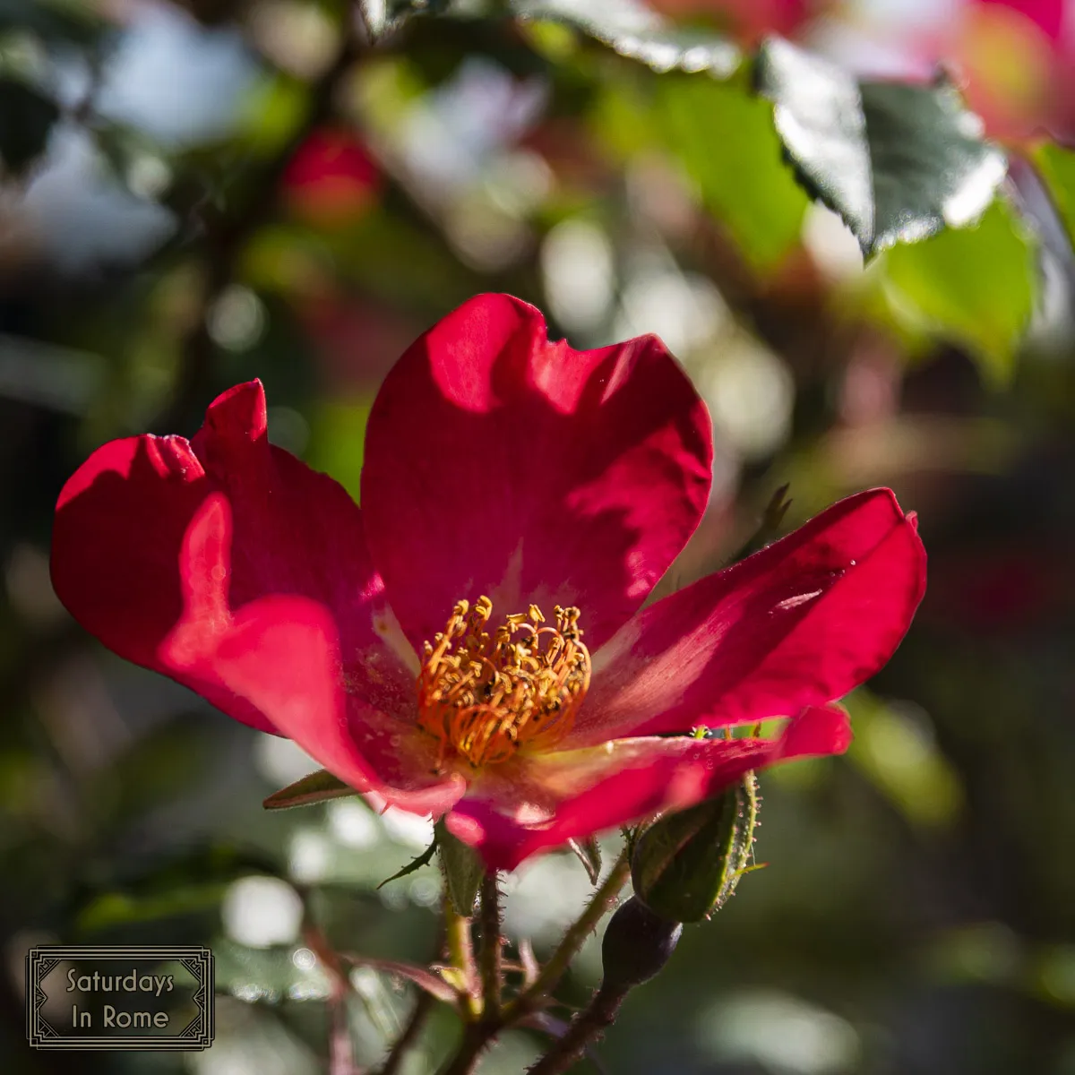 Rome Rose Garden - Red Roses