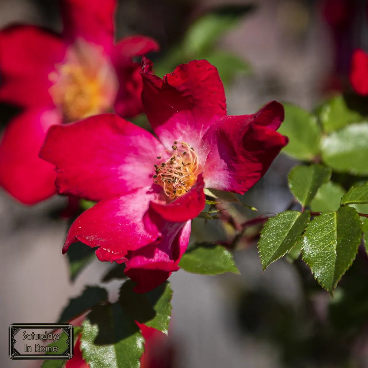 Rome Rose Garden - Red Rose