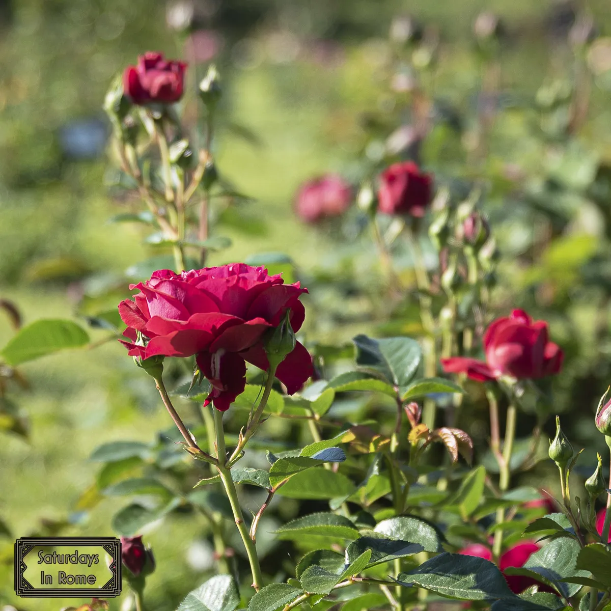Rome Rose Garden - More Res Roses
