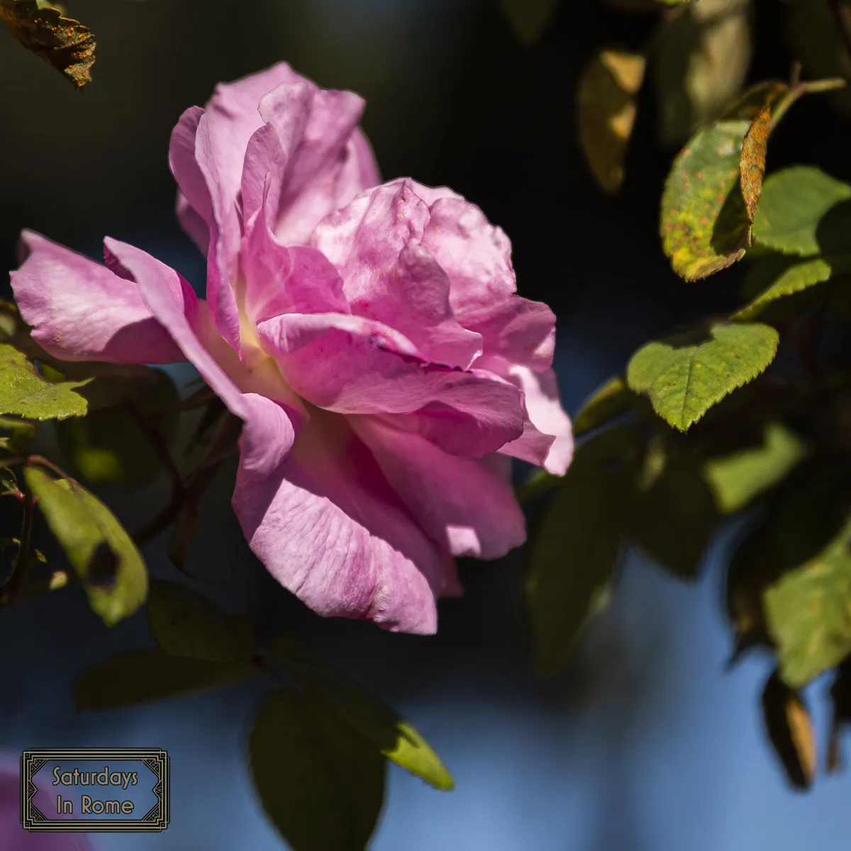 Rome Rose Garden - Pink Rose