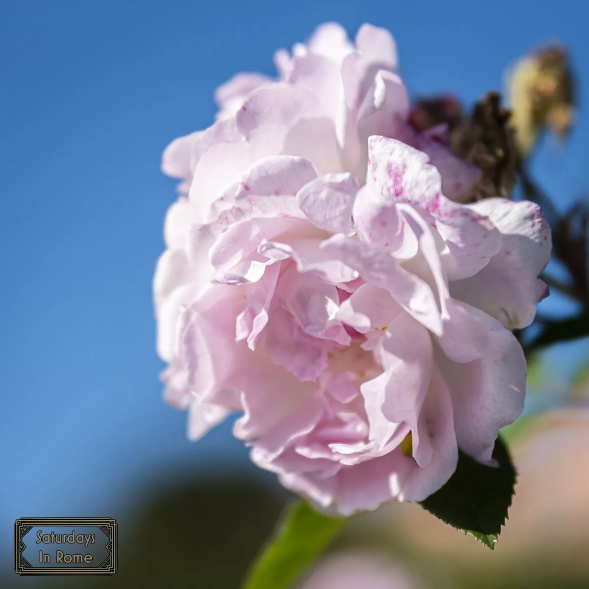 Rome Rose Garden - Pink Roses
