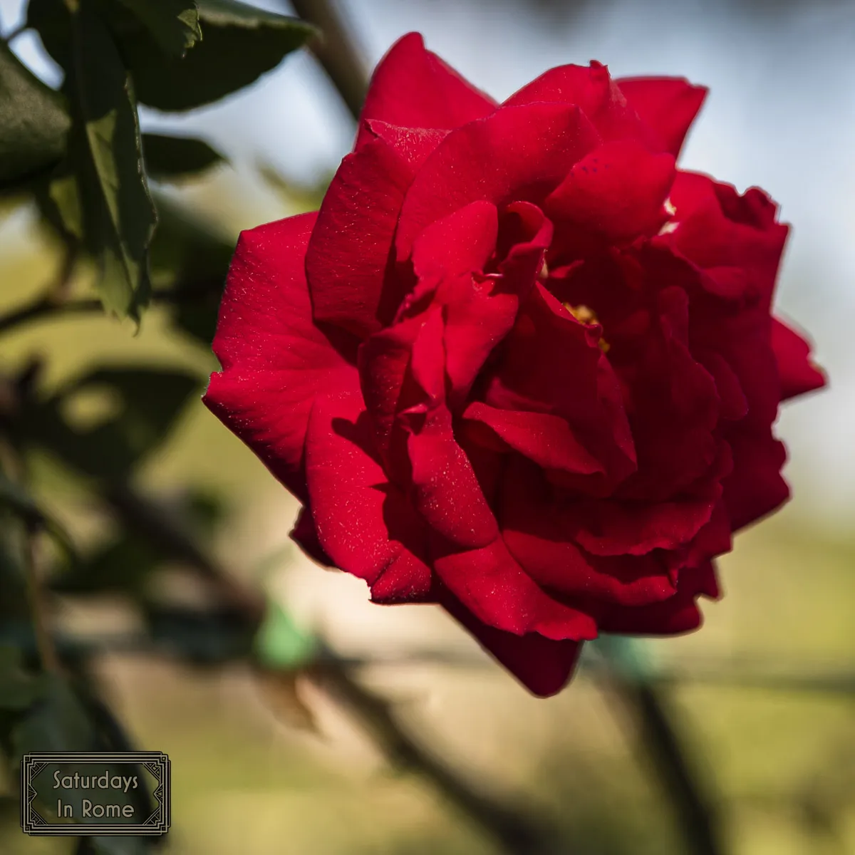 Rome Rose Garden - Close-Up of Red Rose