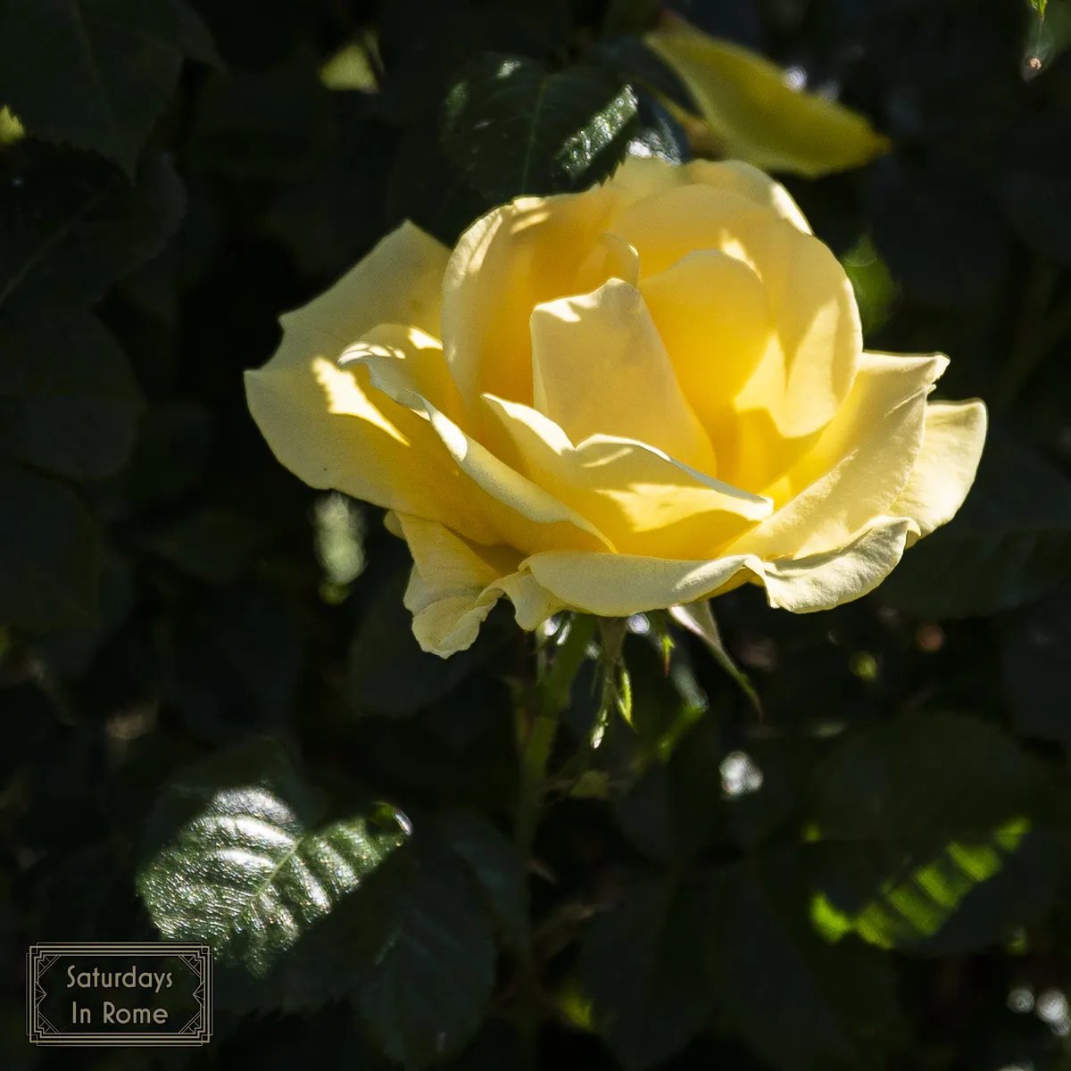 Rome Rose Garden - Yellow Rose
