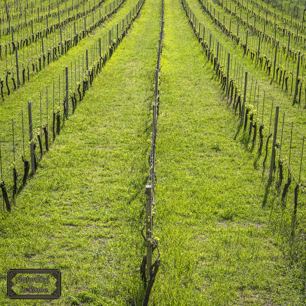 Frascati - Vines